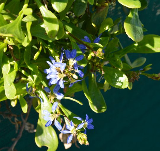 Passion Attracts People to You Like Bees to Flowers