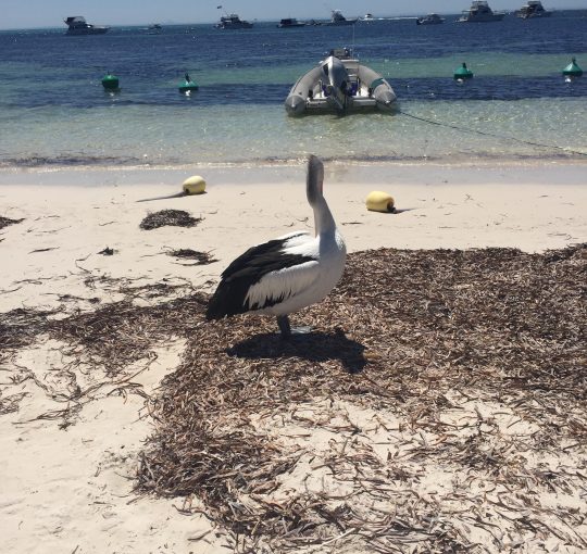 Networking Like the Birds