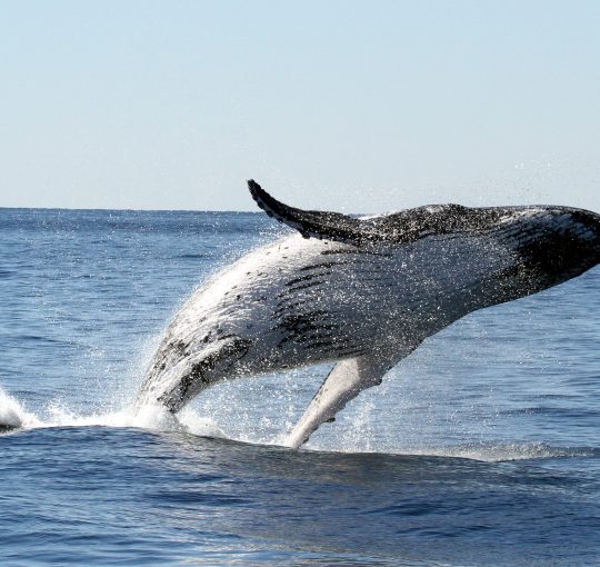Whale Hunting, Landing Big Sales and Transforming Your Company